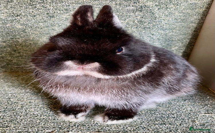 Netherland Dwarf rabbits Netherland dwarf buck - Advert 11