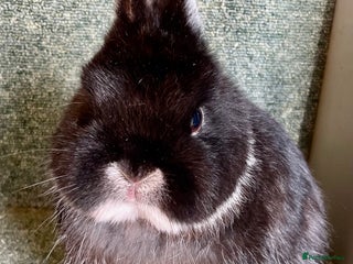 Netherland Dwarf rabbits Netherland dwarf buck - Advert 3