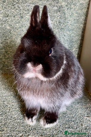 Netherland Dwarf rabbits Netherland dwarf buck - Advert 11