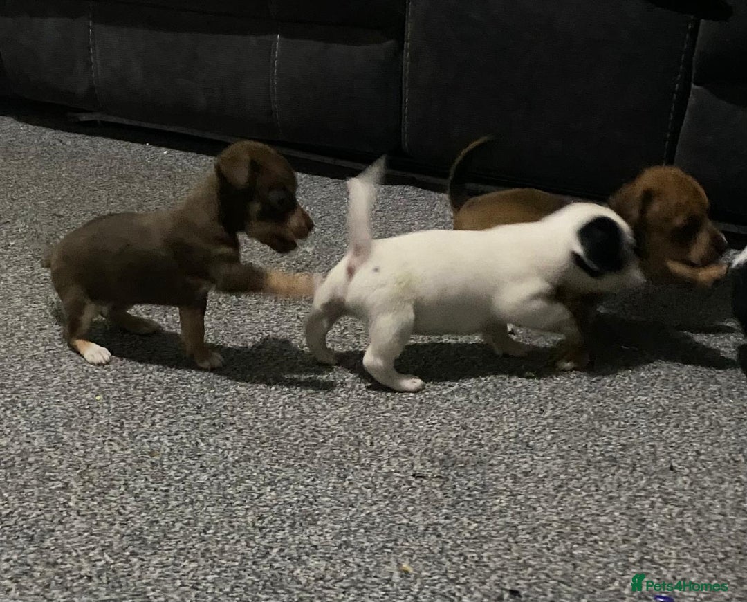 Chihuahua dogs for sale: Beautiful chihuahua puppies for sale  - Advert 13