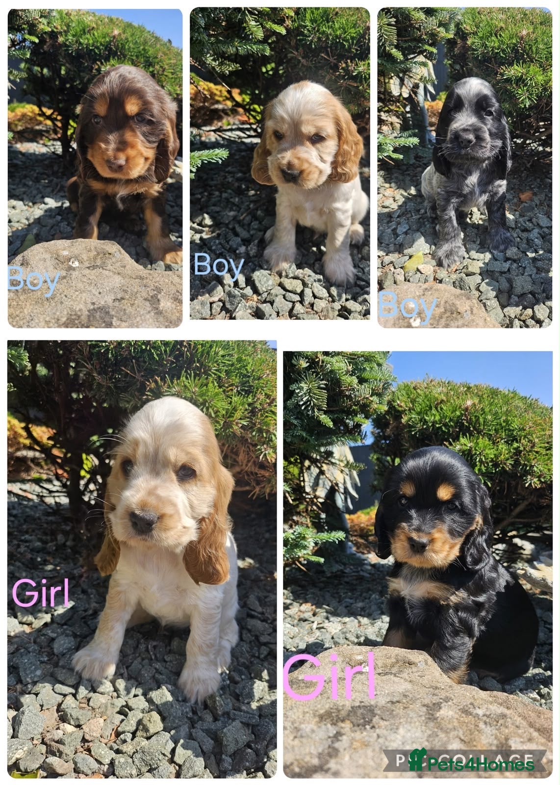 Cocker Spaniel dogs Kc reg Cocker Spaniel puppies - Advert 1
