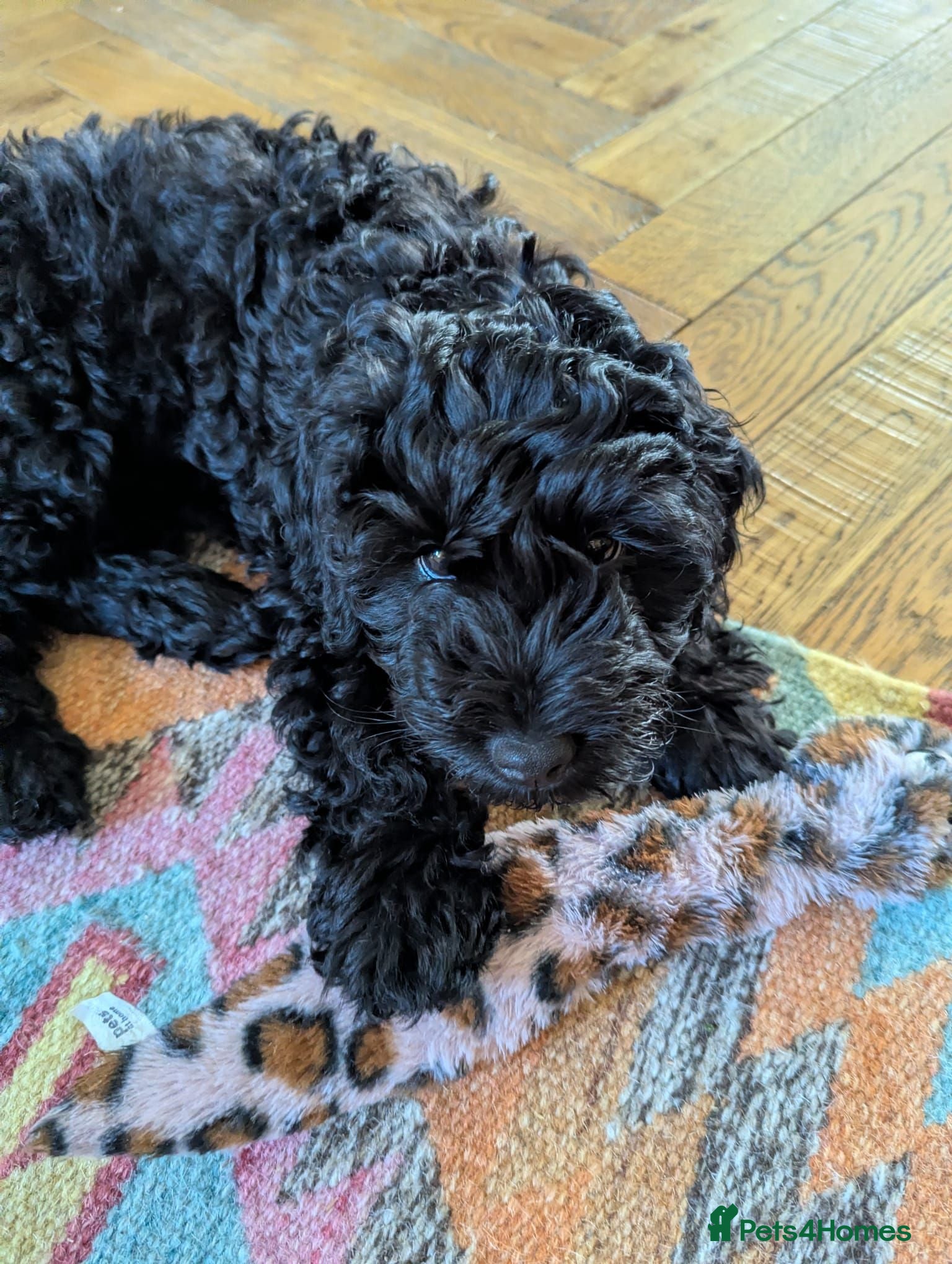Cavapoo dogs Cavapoo puppy - Advert 5