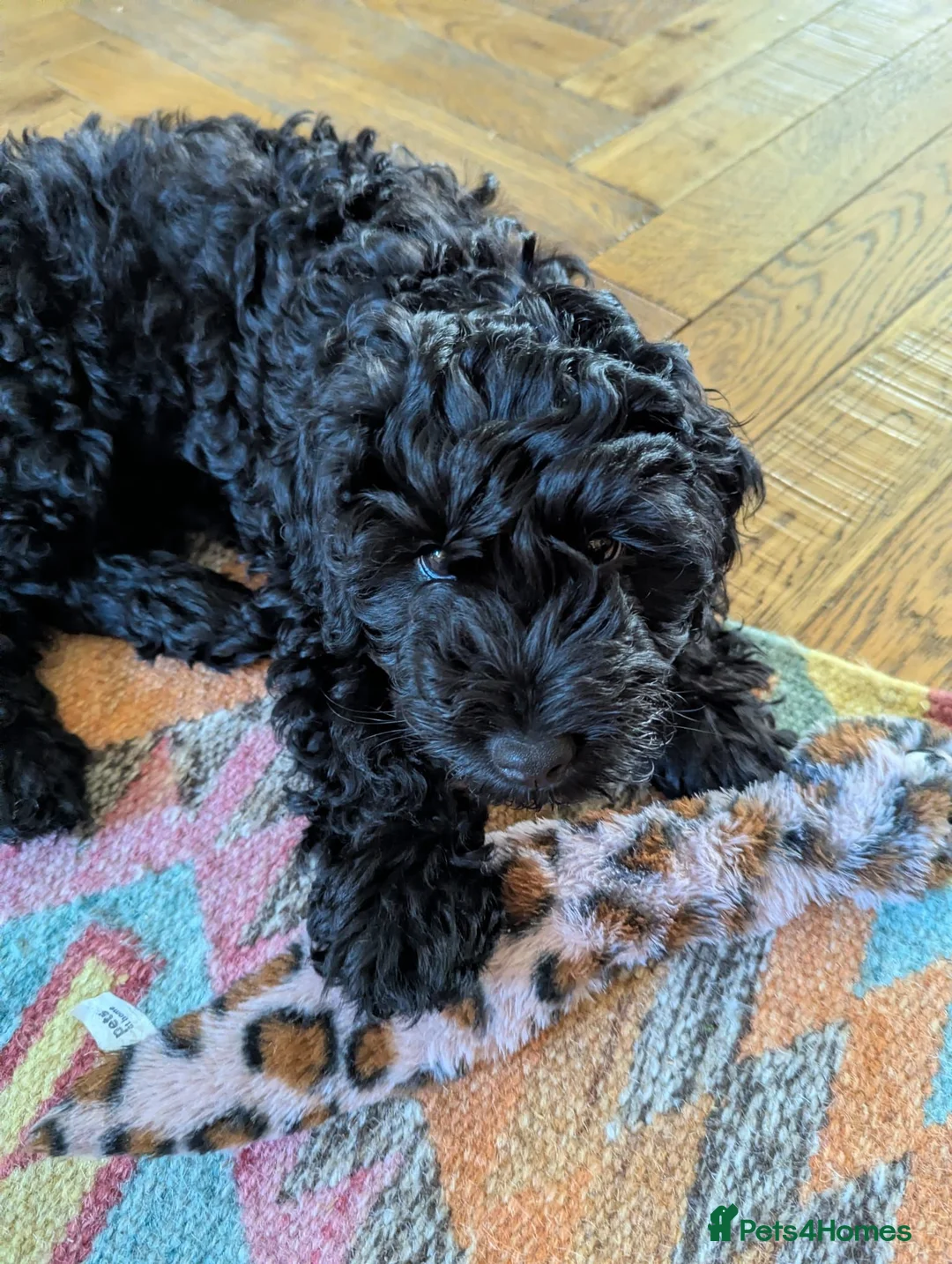 Cavapoo dogs for sale: Cavapoo puppy in Derby - Advert 1