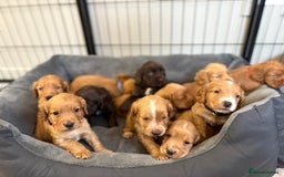 Cocker Spaniel dogs for sale: Kc reg cocker spaniels with 5 weeks insurance  - Advert 11