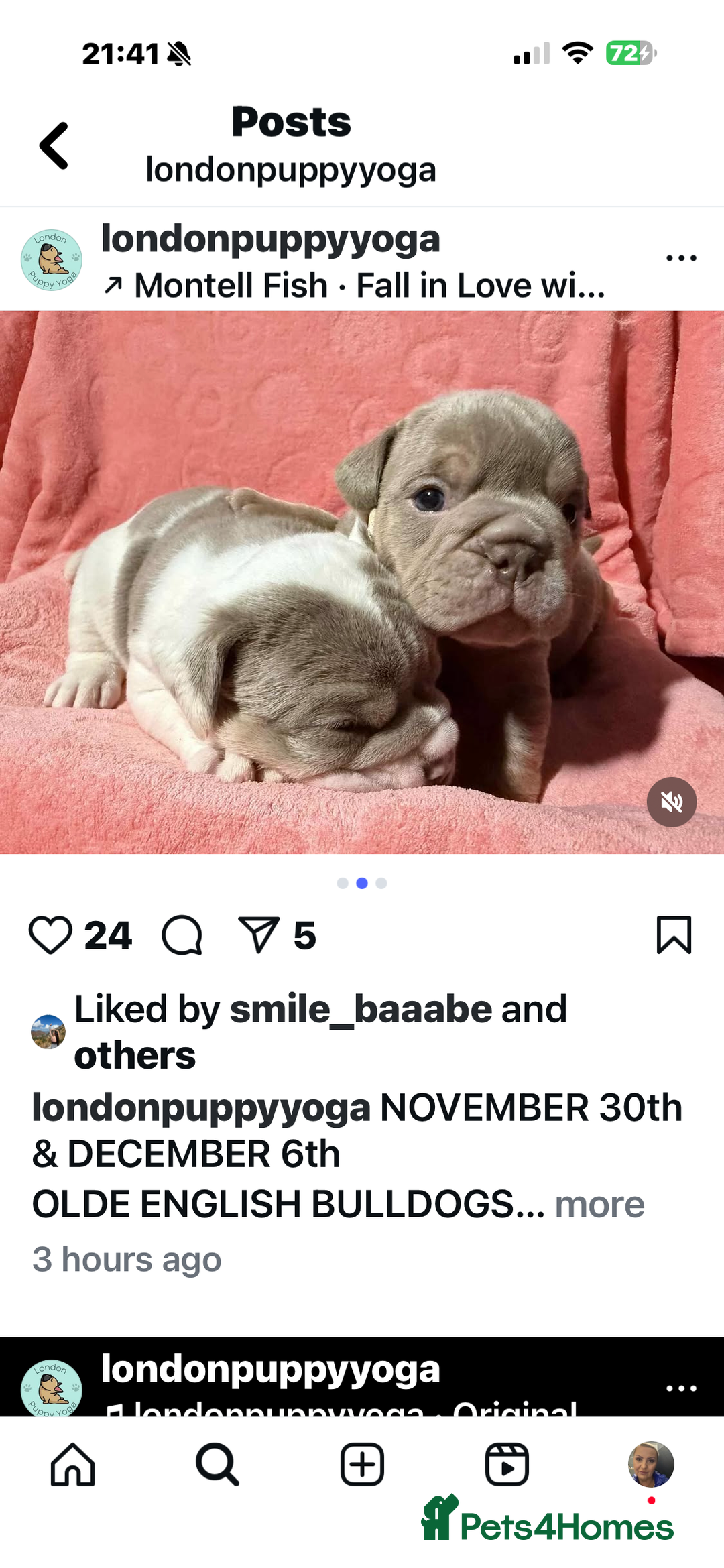 Olde English Bulldogge dogs for sale: The best Old English Bulldogge  - Advert 8