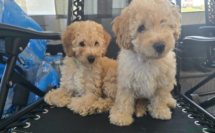 Goldendoodle dogs - Advert 1