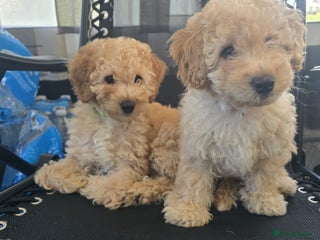 Goldendoodle dogs - Advert 2