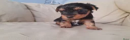 Yorkshire Terrier dogs for sale: Miniature Yorkshire Terrier Pups - Advert 8