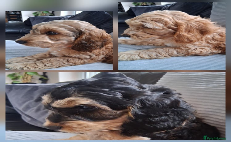 Mixed Breed dogs - Advert 11