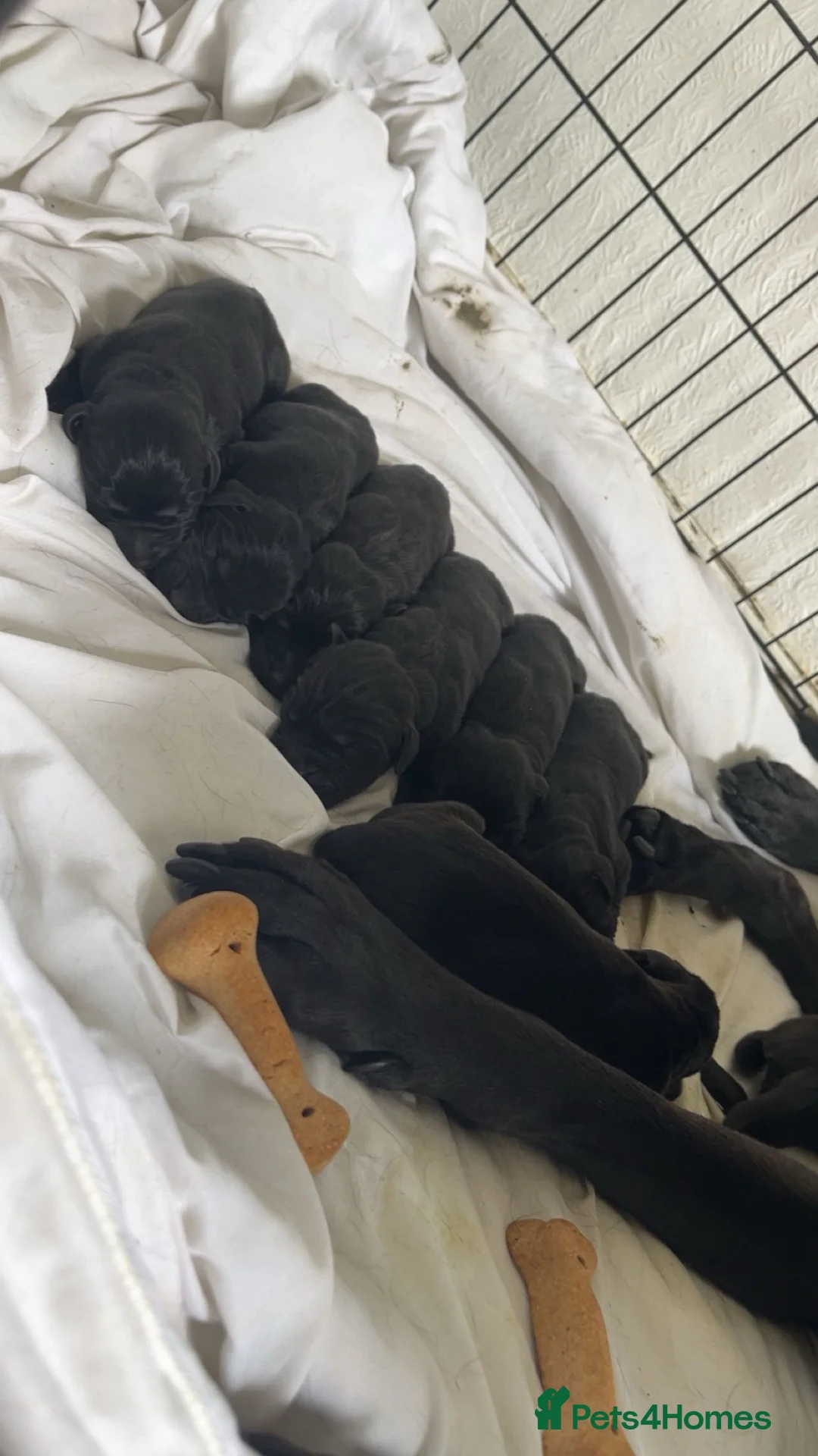 Labrador Retriever dogs for sale: Labrador pups! - Advert 2