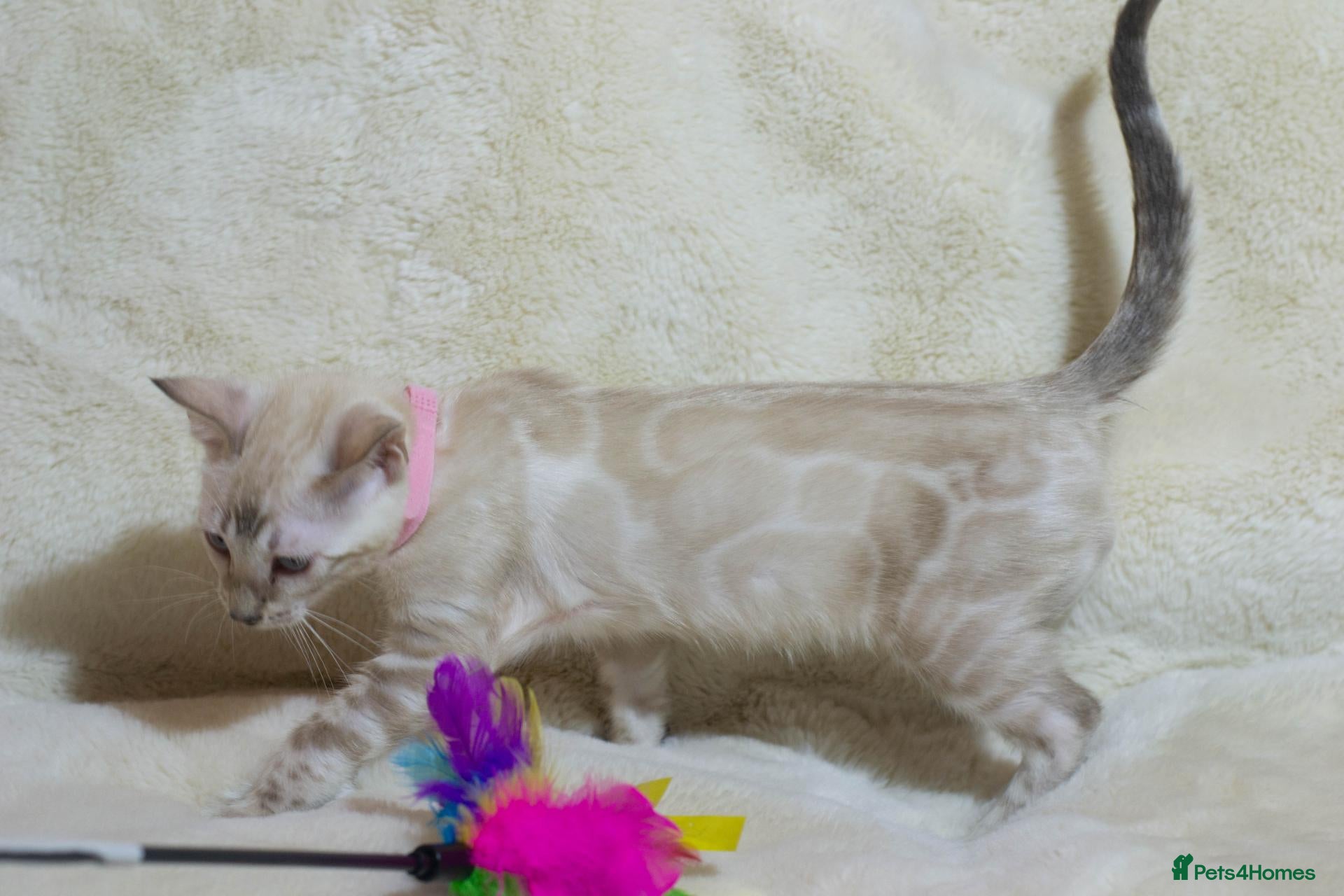 Bengal cats TICA Registered Snow & Charcoal Bengal Kittens - Advert 1
