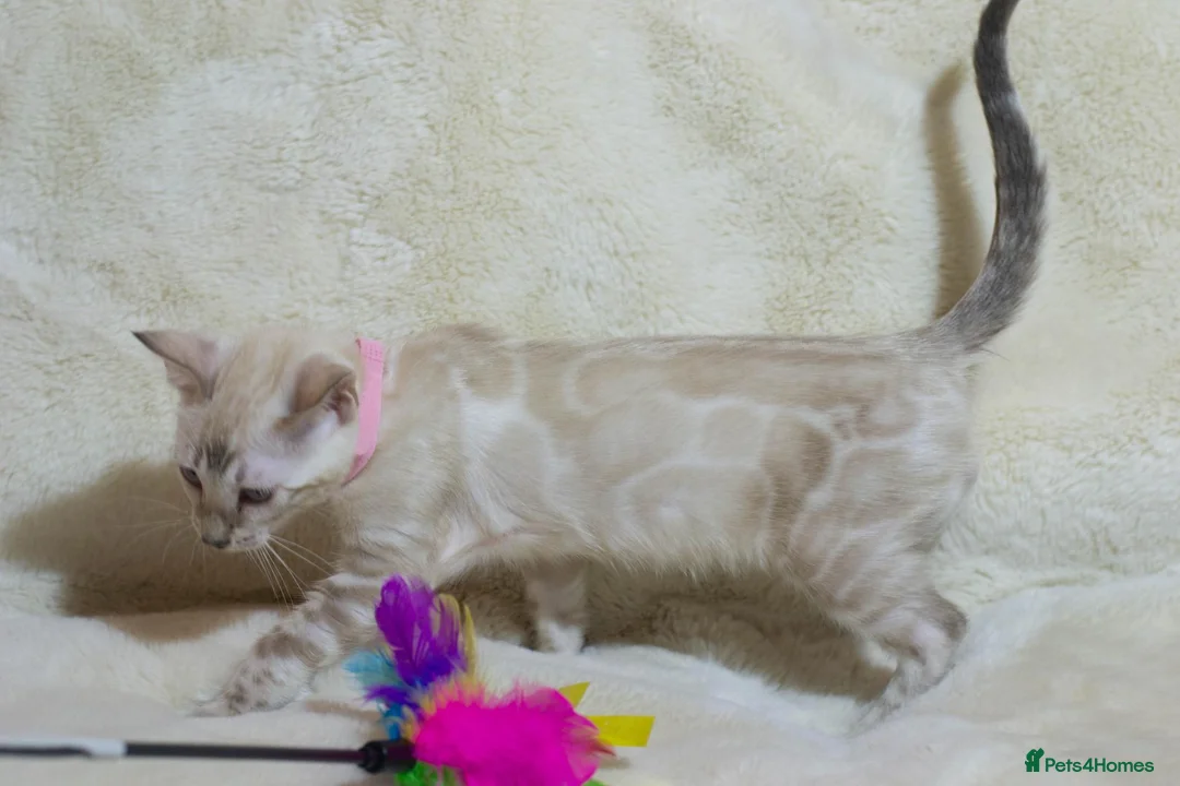 Bengal cats for sale: Ready to Leave TICA Registered Snow Bengal Girl  - Advert 2