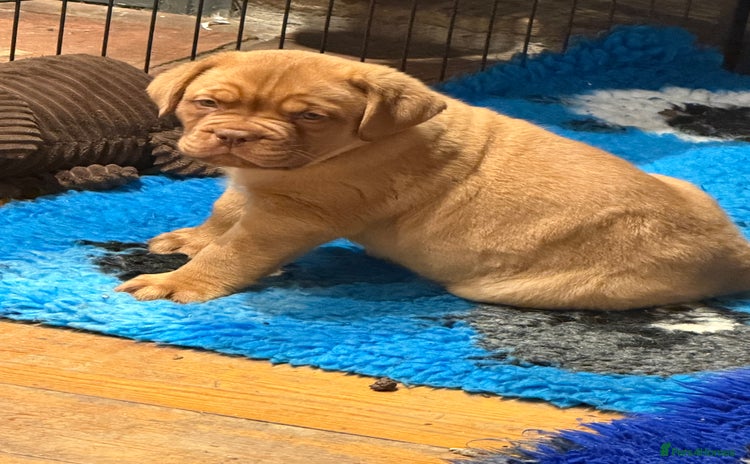 Dogue De Bordeaux dogs - Advert 1