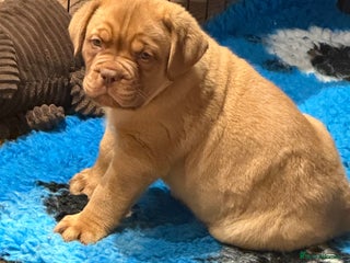 Dogue De Bordeaux dogs - Advert 2
