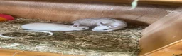 Netherland Dwarf rabbits for sale: Beautiful baby Netherland dwarfs  - Advert 3