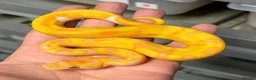 Python Snake reptiles for sale: Various royal pythons from £25 upwards  - Advert 13