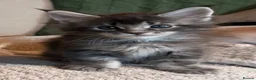 Maine Coon cats for sale: Maine Coon kittens from champion lines  - Advert 26