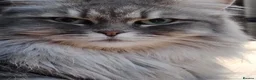 Siberian cats for sale: Stunning older Siberian cats for sale - Advert 14