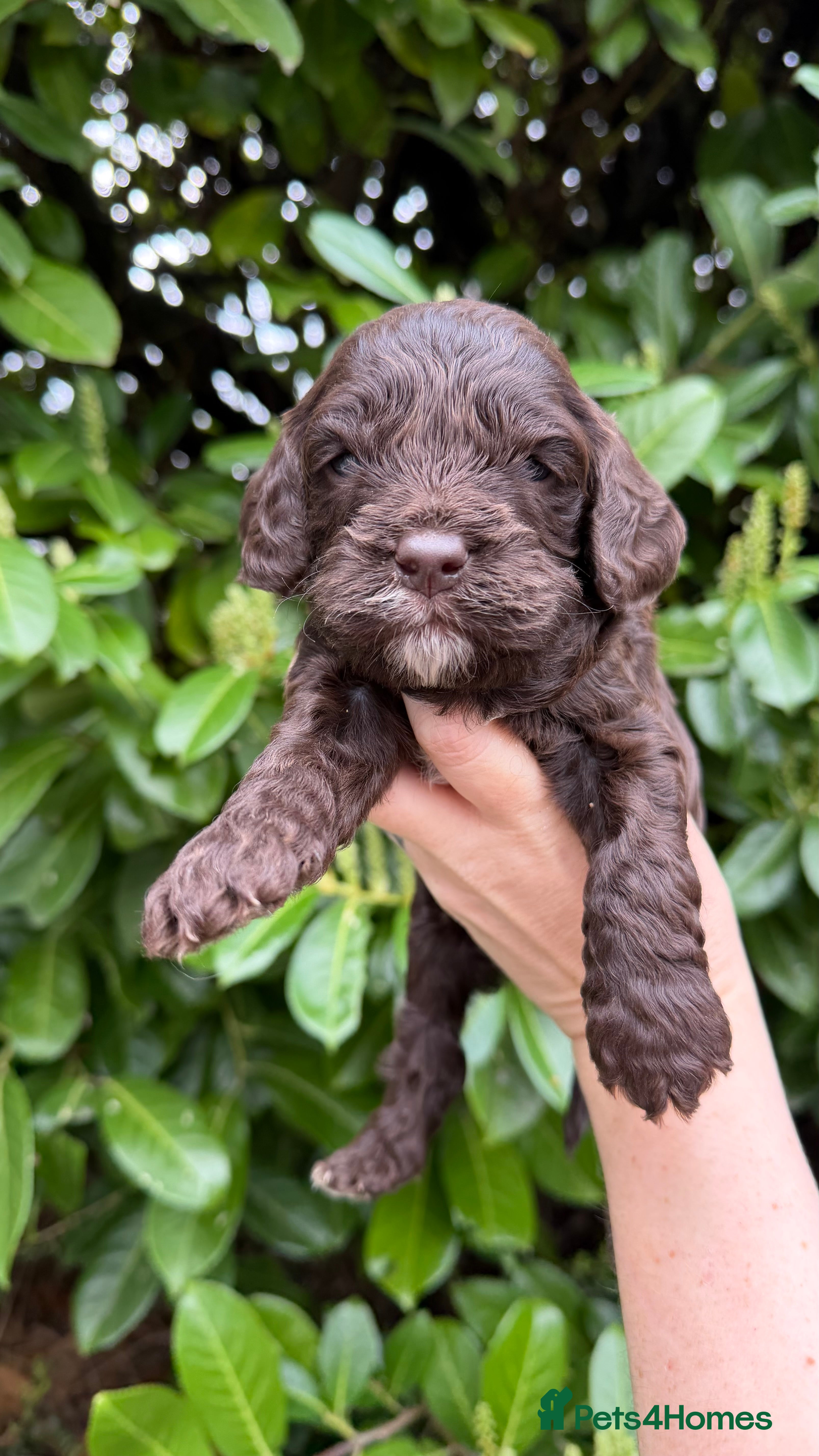 Cavapoo dogs Amazing quality Chocolate Cavapoos  - Advert 2