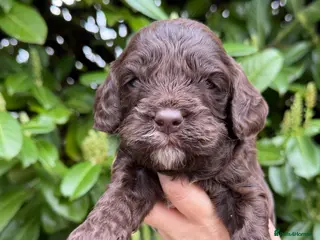 Cavapoo dogs Amazing quality Chocolate Cavapoos - Advert 3