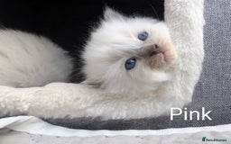 Ragdoll cats for sale: Ragdoll - home reared kittens - Image 16