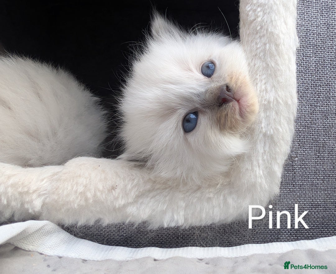 Ragdoll cats for sale: Ragdoll - home reared kittens - Image 16
