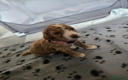 Mixed Breed dogs for sale: Litter off 8 girls f2 cockapoos  - Image 4