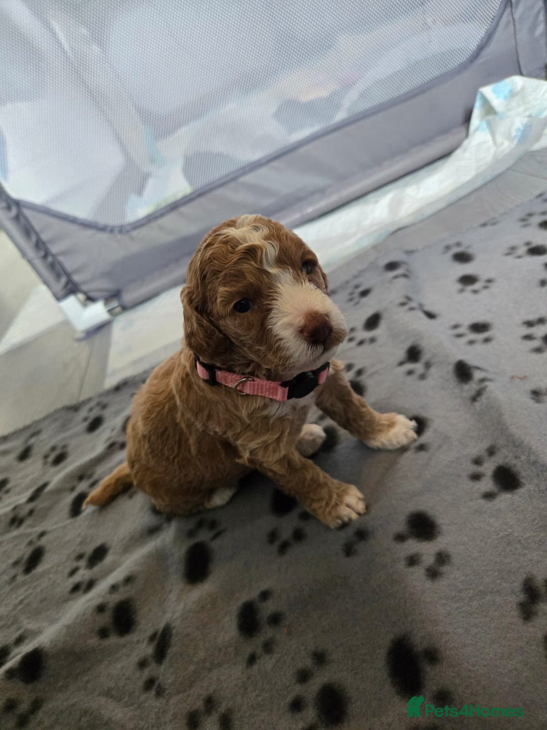 Mixed Breed dogs for sale: Litter off 8 girls f2 cockapoos  - Image 4