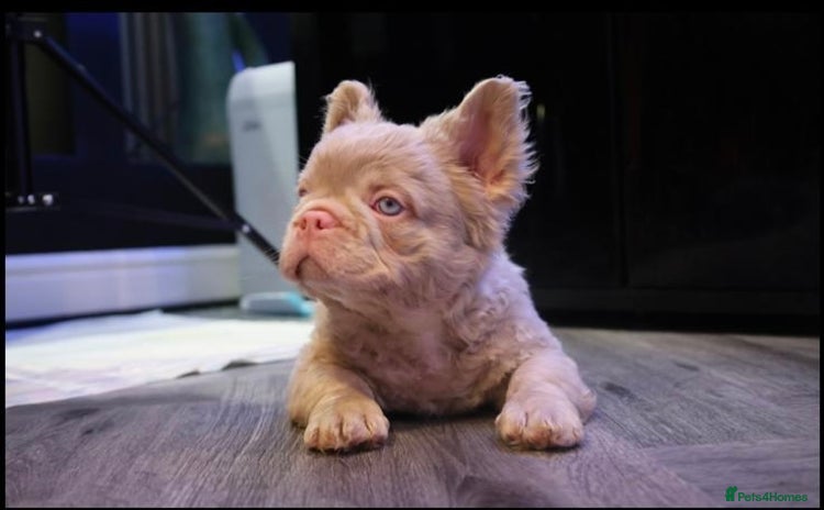French Bulldog dogs Platinum Full Pink ** Boy - Advert 1