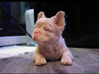 French Bulldog dogs Platinum Full Pink ** Boy - Advert 2