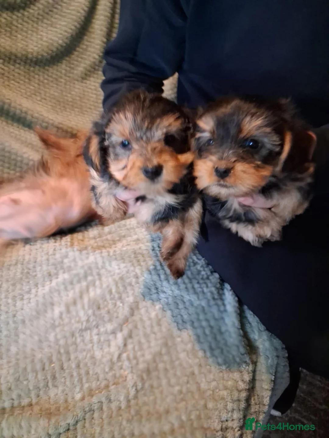 Yorkshire Terrier dogs for sale: Yorkshire terrier puppies  in Coventry - Advert 1