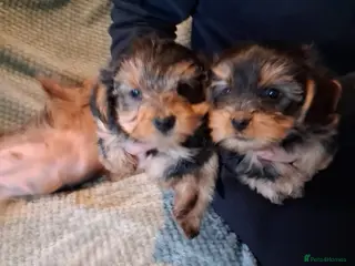 Yorkshire Terrier dogs Yorkshire terrier puppies in Coventry - Advert 1
