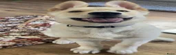 Mixed Breed dogs for sale: German shepherd cross northern Inuit  - Advert 3