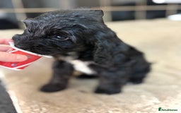 Cockapoo dogs for sale: 🍭stunning F1 cockerpoos🍭 in Spennymoor - Image 15