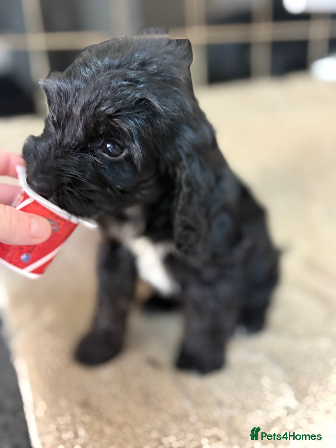 Cockapoo dogs for sale: 🍭stunning F1 cockerpoos🍭 in Spennymoor - Image 15