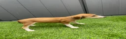 Saluki dogs for sale: Saluki puppies 8 weeks old  in Chertsey - Advert 2