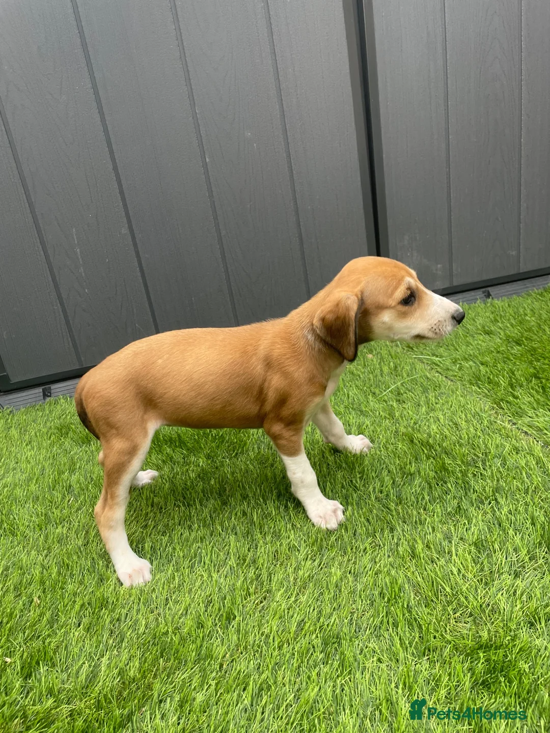 Saluki dogs for sale: Saluki puppies 8 weeks old  in Chertsey - Advert 2