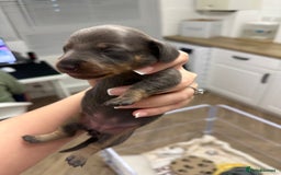 Dachshund dogs for sale: Dachshunds puppies  - Image 19