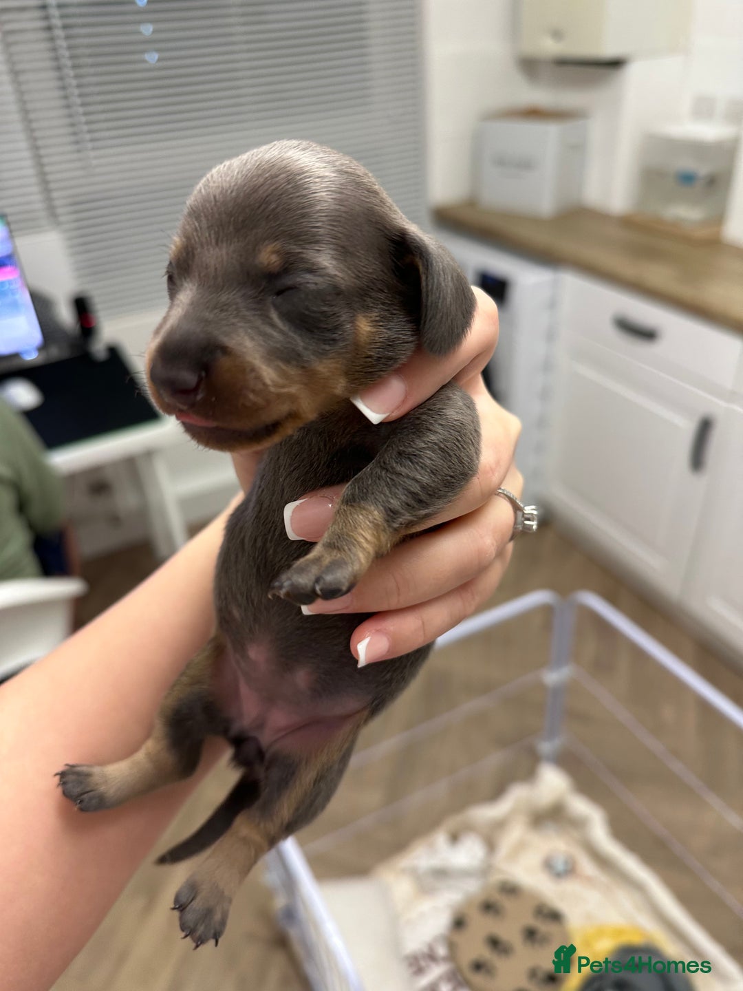 Dachshund dogs for sale: Dachshunds puppies  - Image 19