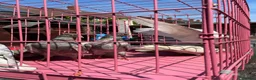 Pigeons birds for sale: Tumbler pigeons for sale in Stoke-on-Trent - Advert 3