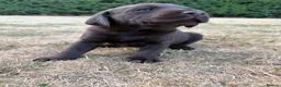 Labrador Retriever dogs for sale: Chocolate Labrador puppies - Advert 10