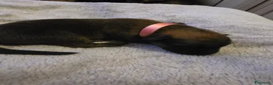 Light pink, Female 