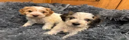 Cockapoo dogs for sale: Cockapoo Puppies – Boys and Girls Available - Advert 7