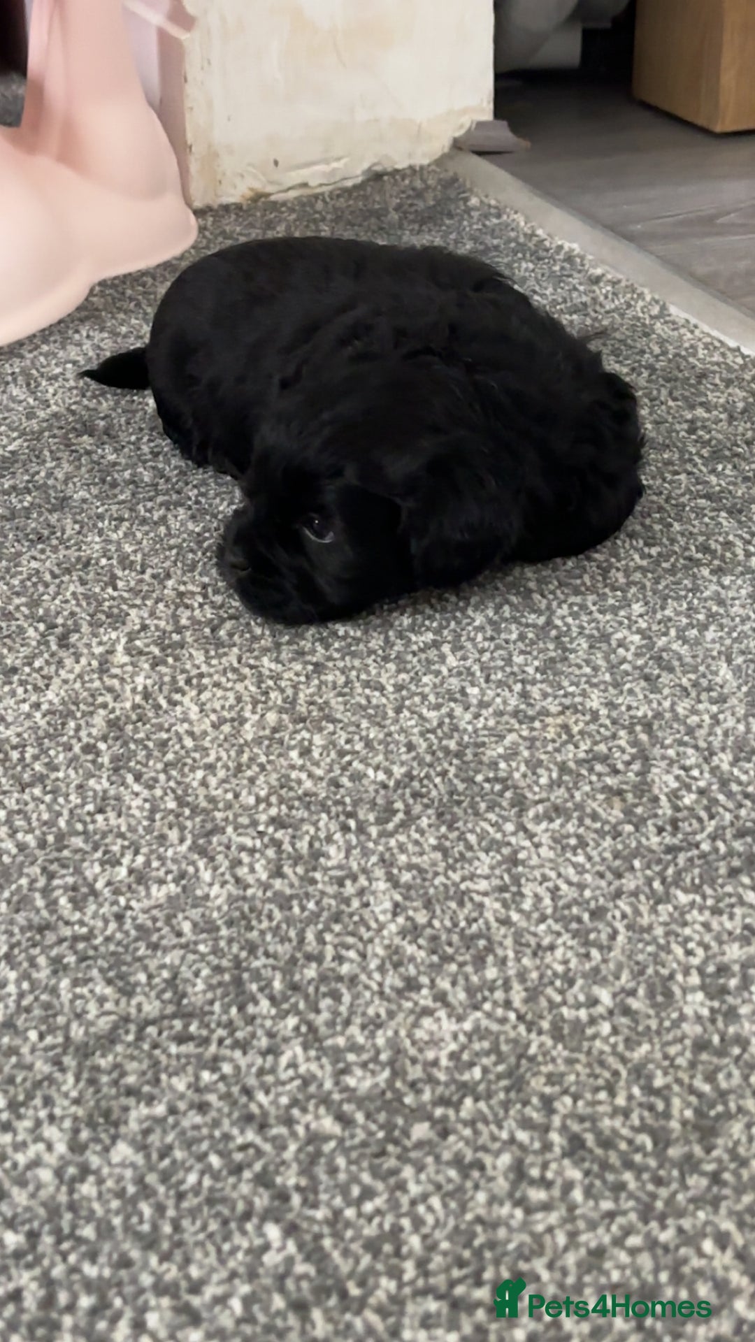 Shihpoo dogs for sale: Beautiful shihpoo puppies - Advert 3