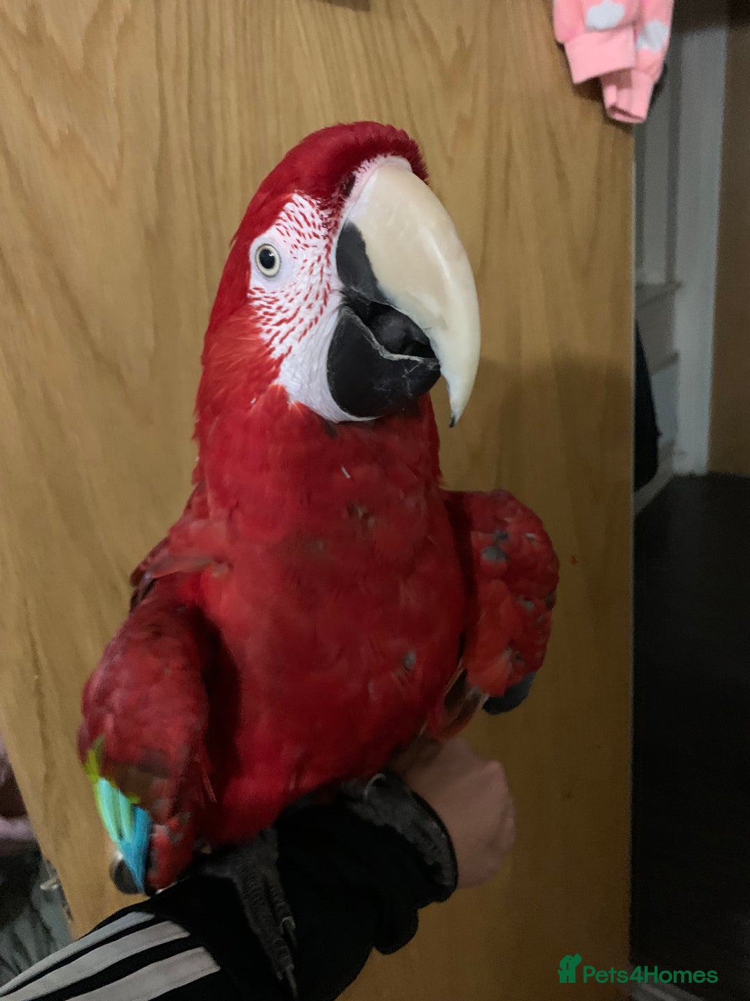 Macaws birds for sale: Super tame green wing macaw set up - Image 5