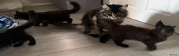 Maine Coon cats for sale: Beautiful Maine Coon Kittens  - Advert 6