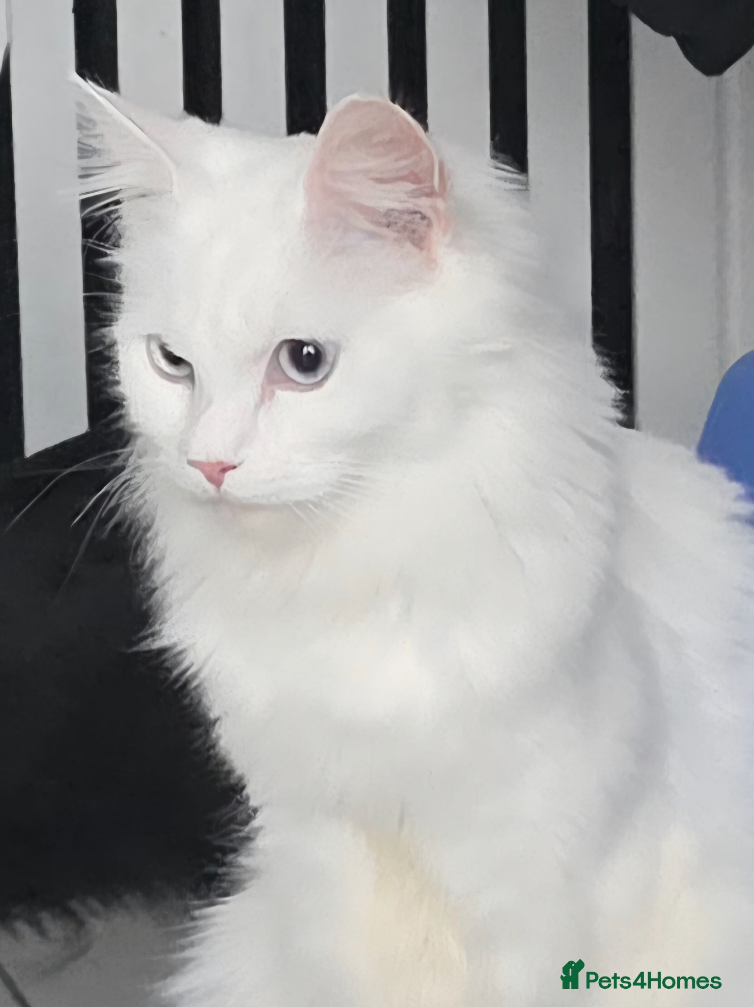 Maine Coon cats Main coon  - Advert 2