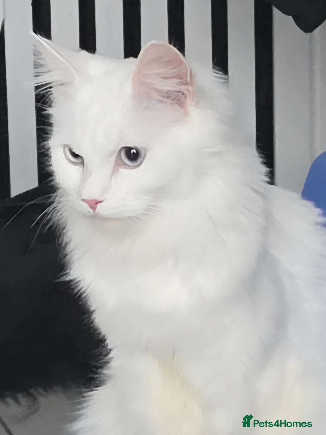 Maine Coon cats for sale: Main coon  - Advert 1