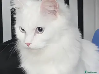 Maine Coon cats Main coon - Advert 2
