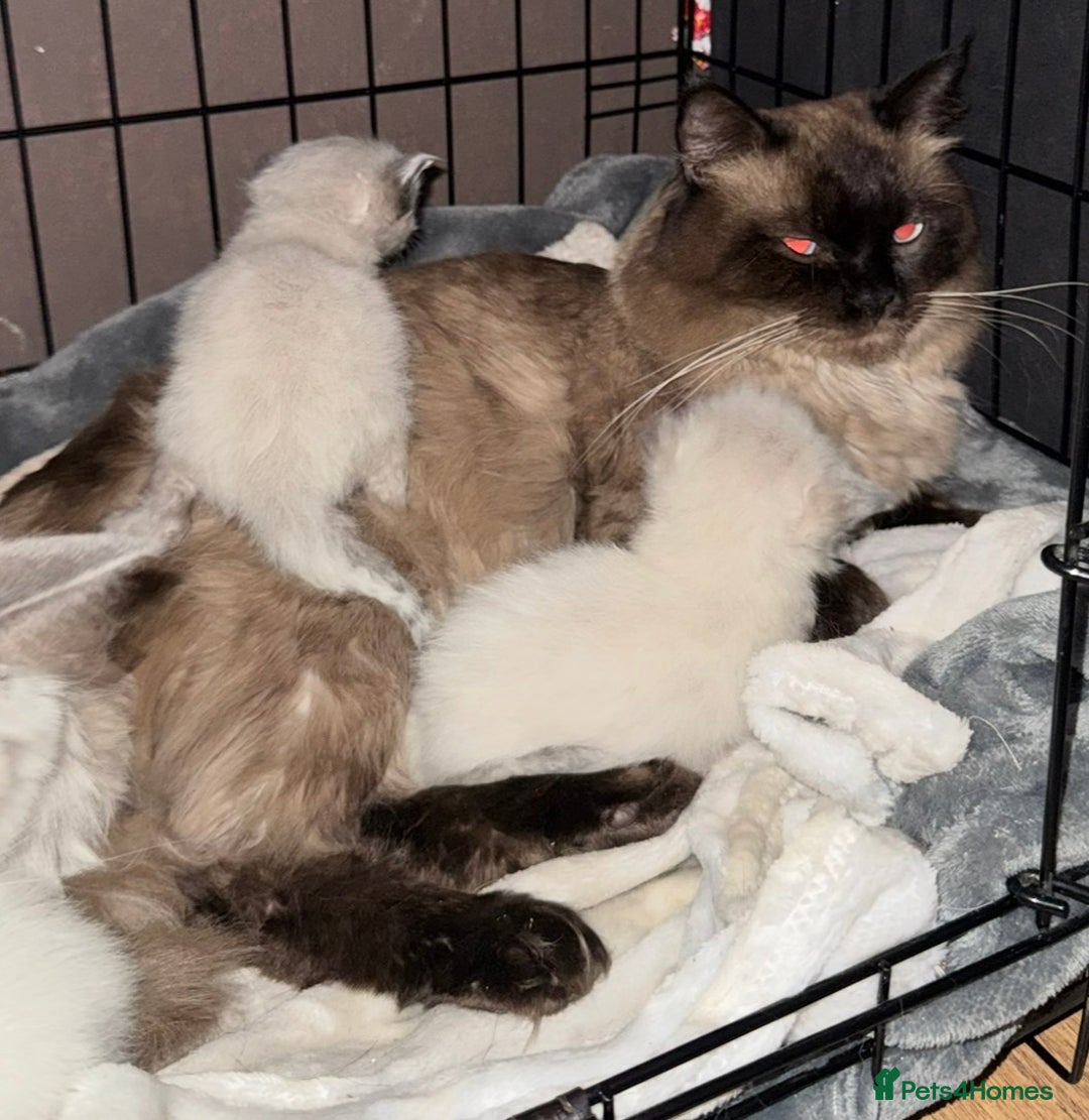 Ragdoll cats for sale: 2 beautiful female ragdoll kittens - Advert 6